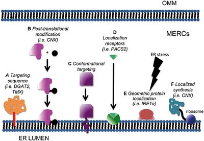 Protein Localization at Mitochondria-ER Contact Sites in Basal and Stress Conditions